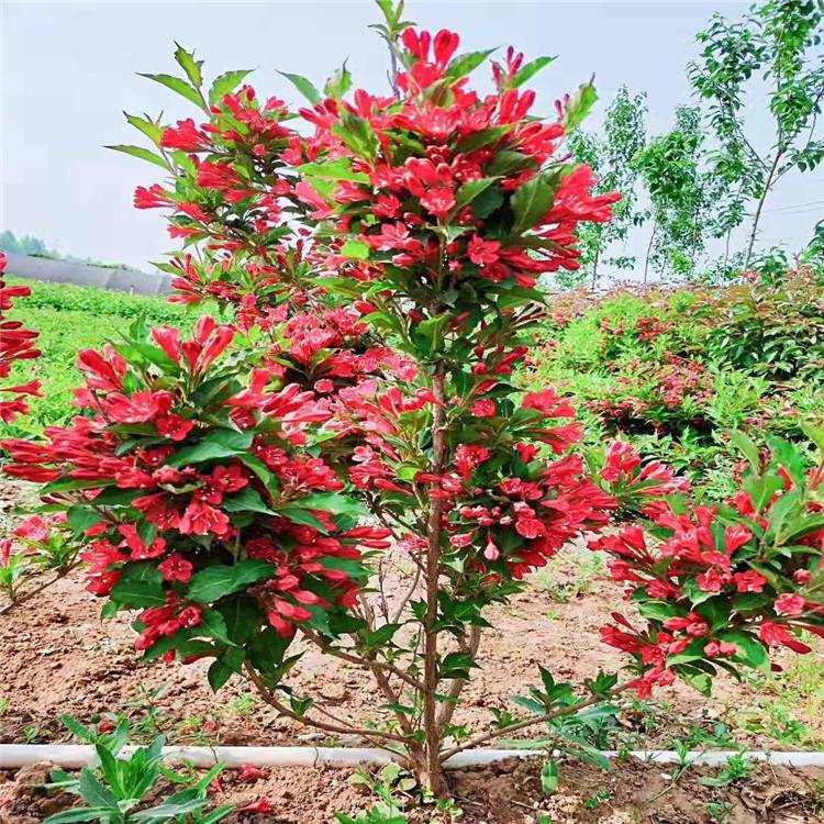 红王子锦带种植基地 红王子锦带批发销售 山东红王子锦带价格表