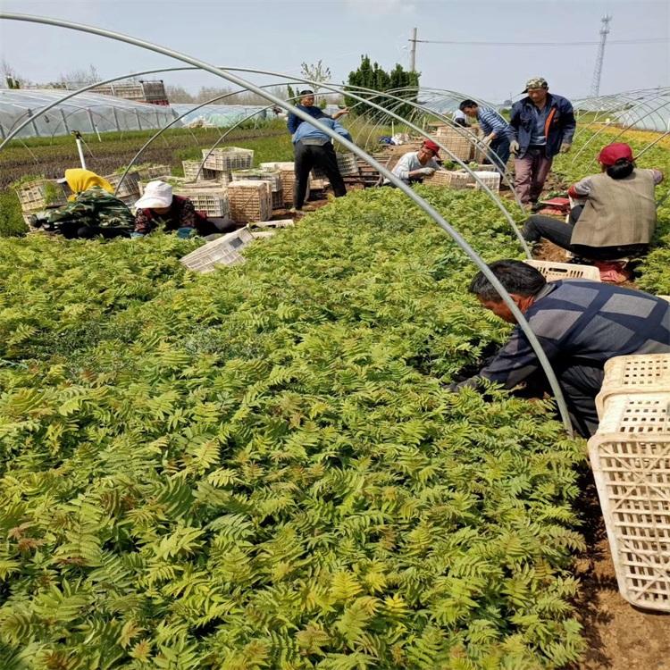 珍珠梅价格 山东珍珠梅基地 多分支珍珠梅批发 江瑞绿化苗木