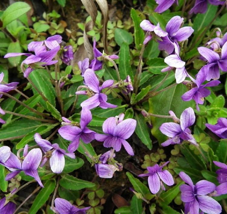 紫花地丁批发 紫花地丁小苗 紫花地丁价格紫花地丁价格 紫花地丁基地 紫花地丁种植基地 四季紫花地丁
