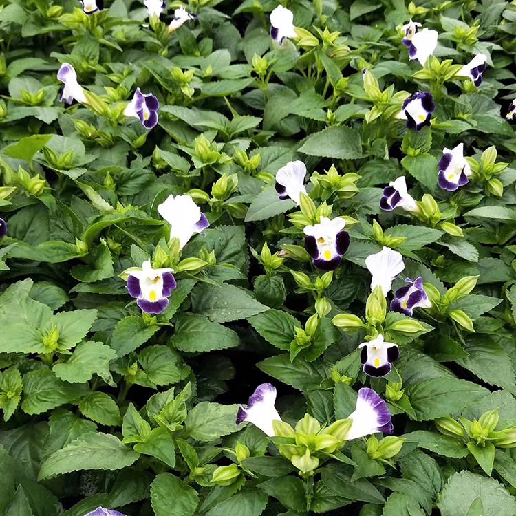 慧帆花卉 夏堇基地 青州夏瑾小苗