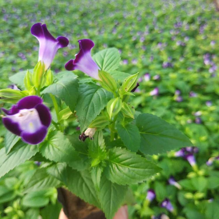 好苗售卖地 夏堇种植基地 青州多种颜色夏堇