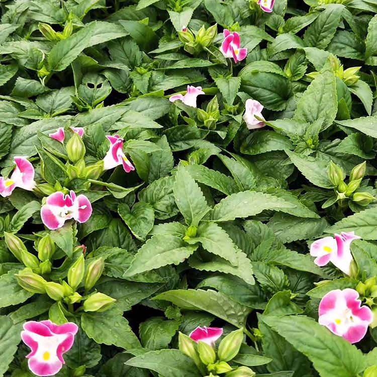 慧帆花卉 夏堇供应商 青州夏堇种苗