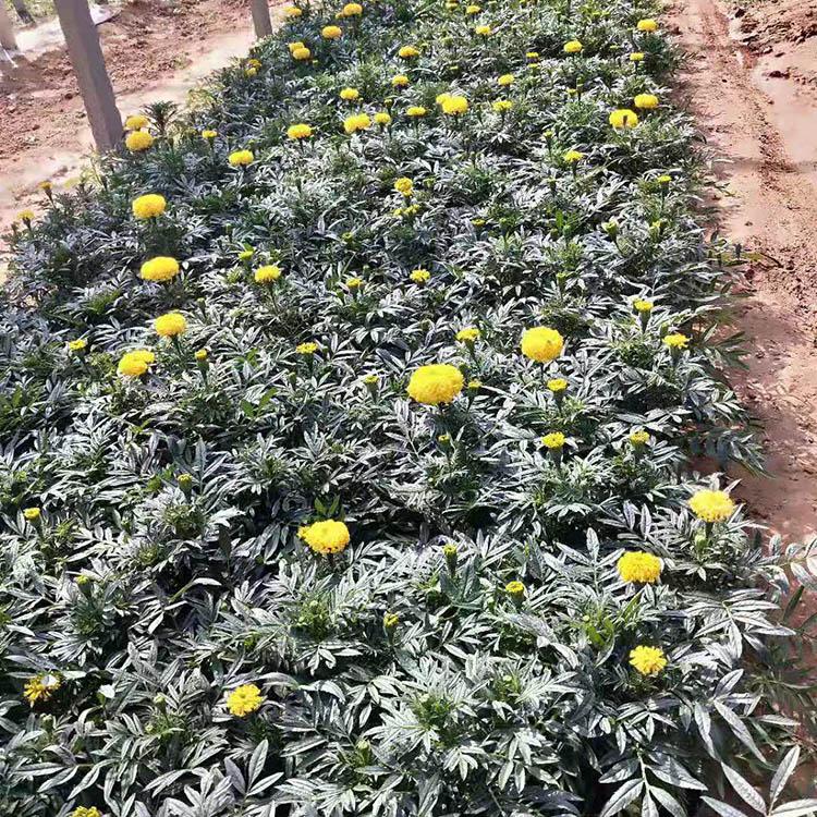 批发万寿菊盆栽选【青州久顺】苗圃基地供应万寿菊 万寿菊品质好