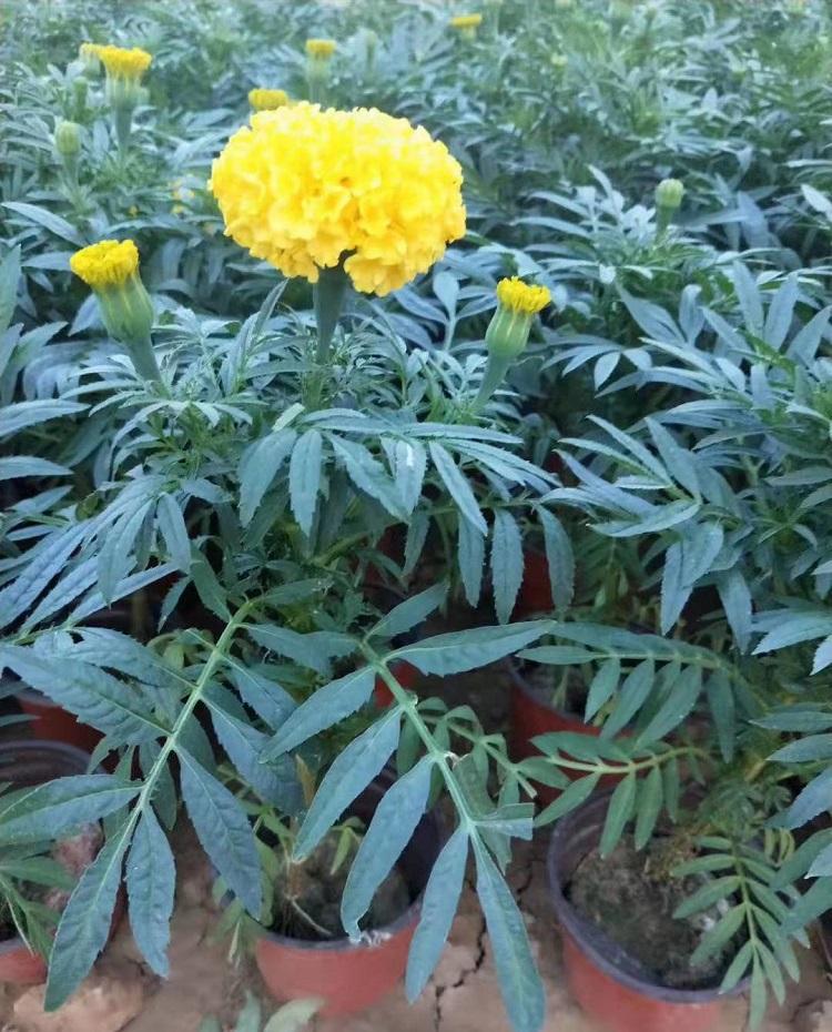万寿菊价格 万寿菊批发商 花坛绿化用万寿菊