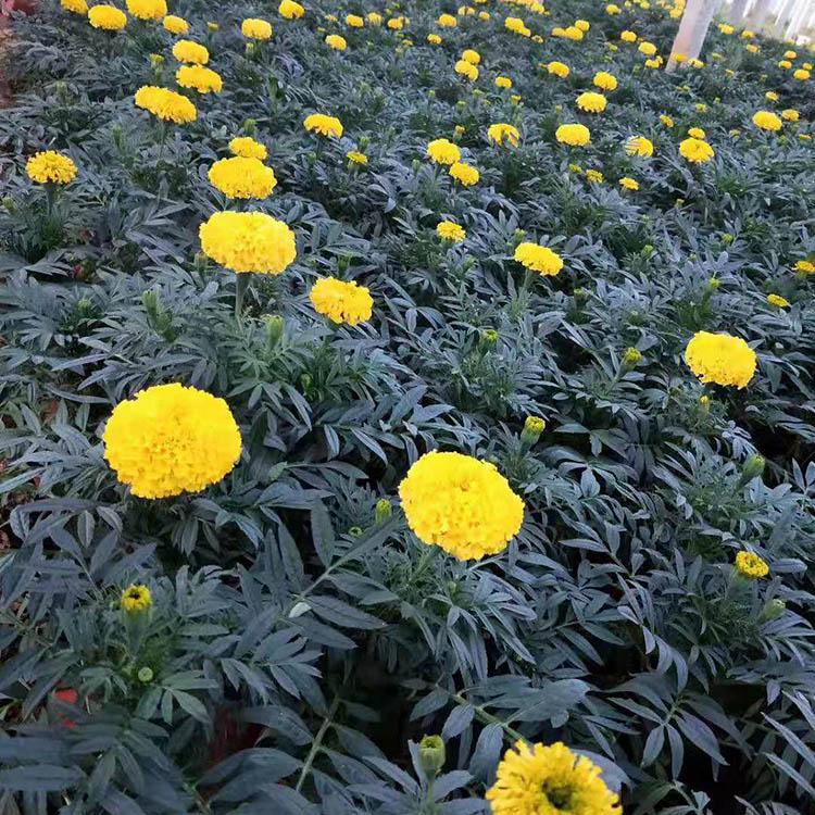 万寿菊培育基地 万寿菊苗圃直供 青州久顺