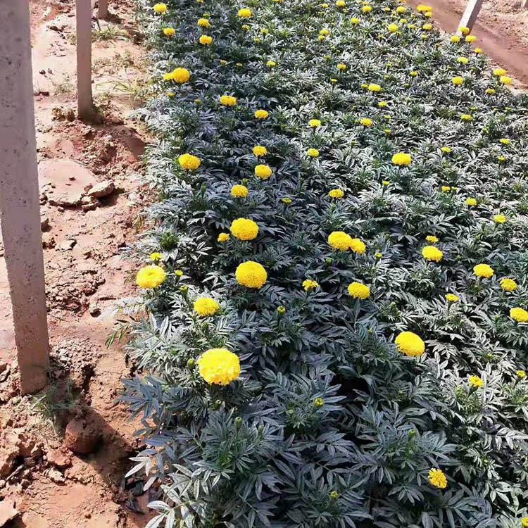 花卉基地供应万寿菊 万寿菊苗圃直供 万寿菊盆栽_园林绿化花卉基地批发
