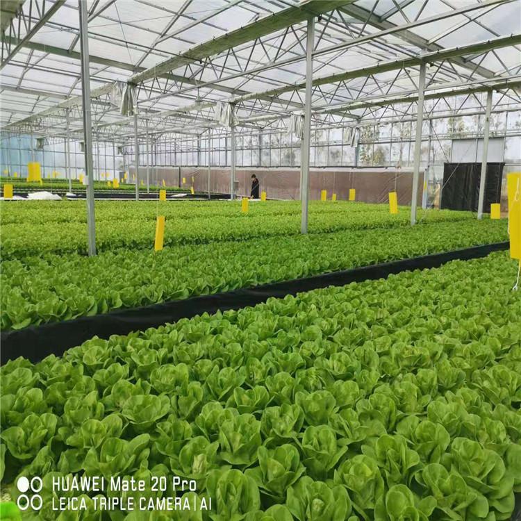 以色列潮汐叶菜系统项目 自动化种植系统 绿色放心 信誉至上