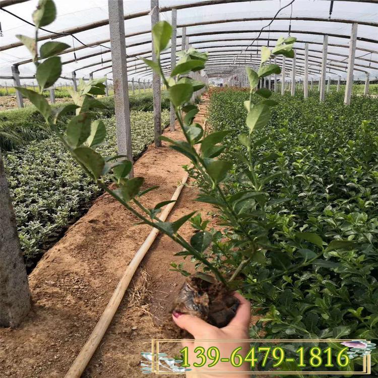 山东扶芳藤基地 大叶扶芳藤与小叶扶芳藤的区别