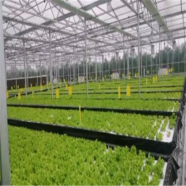 深液流叶菜种植系统 低成本安装简便 叶菜种植系统 信誉至上
