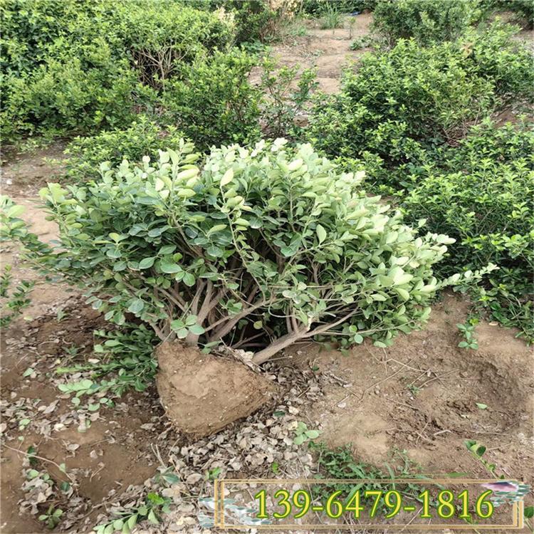 1米冬青球价格 出售易成活带土球冬青球 冬青球上车价