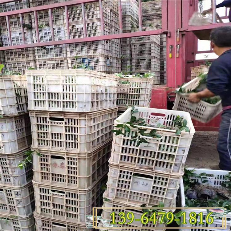 价格低的小叶扶芳藤 大叶扶芳藤杯苗 爬行卫矛园林护坡绿化