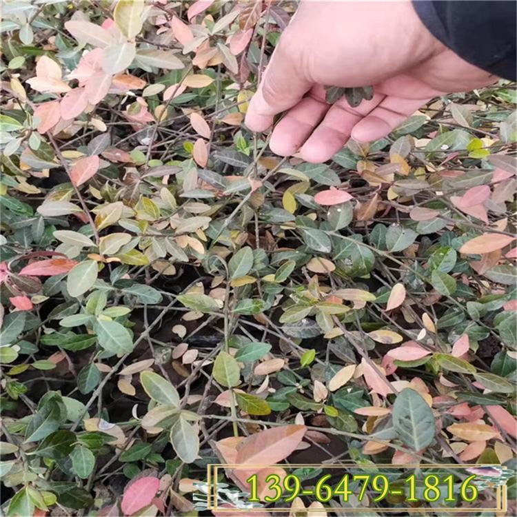 扶芳藤高度30-60厘米 四季常青植物 爬藤植物扶芳藤批发