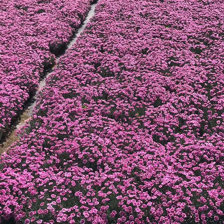 青州彩虹石竹花海  彩虹石竹报价 基地供应