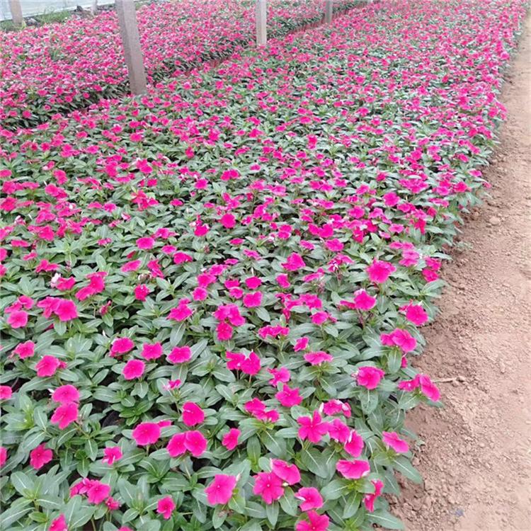 长春花盆栽 天天开市政用苗 市场基地批发