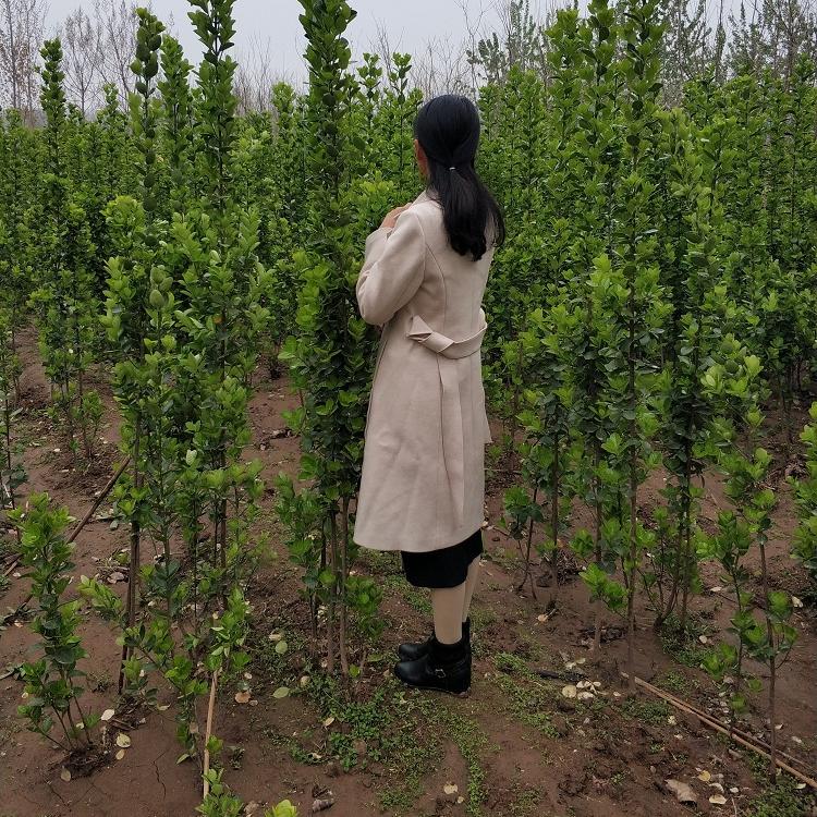 绿篱北海道黄杨 围墙北海道黄杨价格咨询欣美园艺