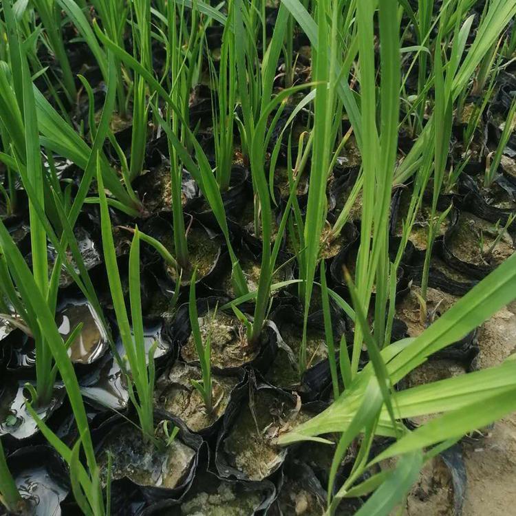 水生香蒲 基地种植香蒲小苗 水生香蒲批发