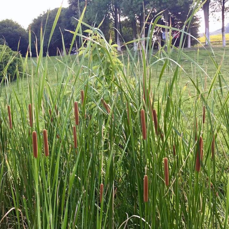 供应水生香蒲基地 水生香蒲批发价格【点击-锦帆花卉】咨询