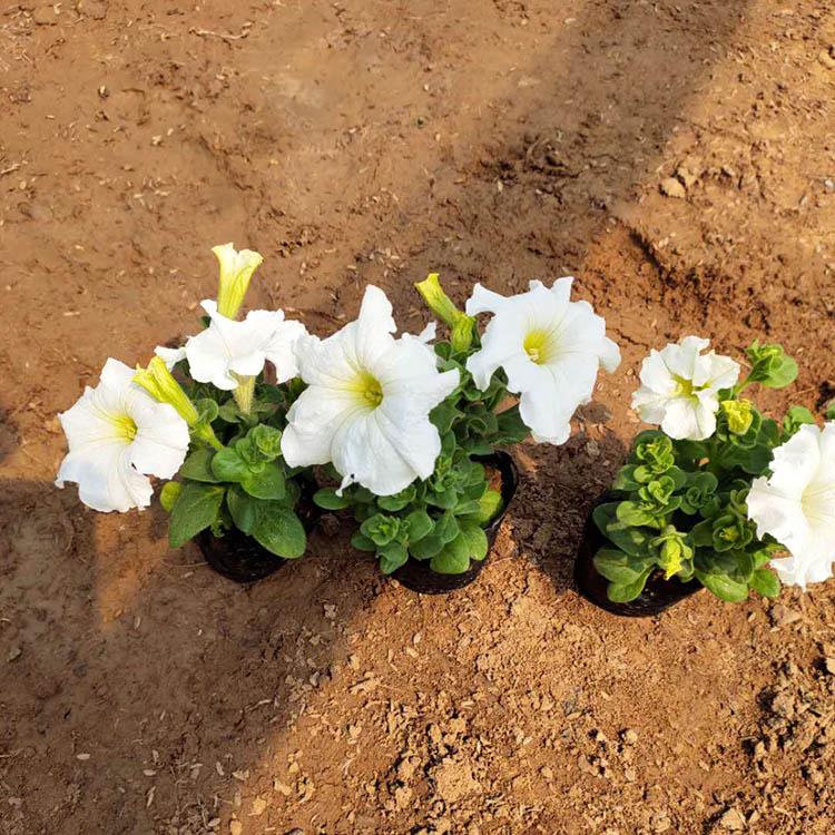 白牵牛 牵牛盆栽 白花色牵牛种植基地