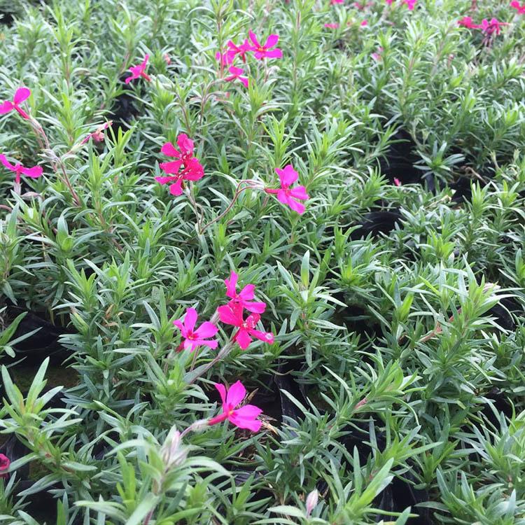 丛生福禄考 基地种植丛生福录考 丛生福禄考盆苗