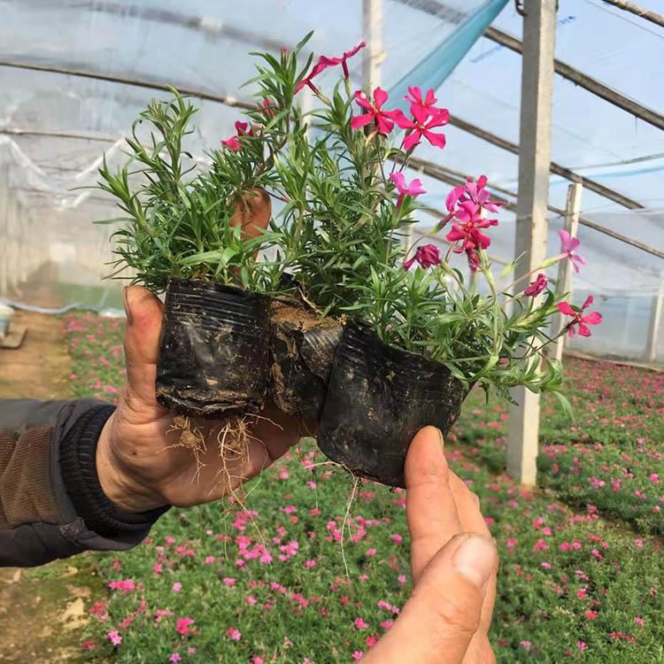 大量批发丛生福禄考绿化苗 丛生福禄考培育基地