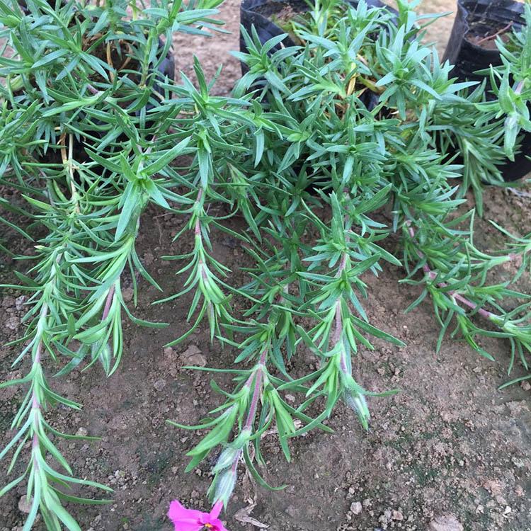 基地出售丛生福禄考小苗 丛生福禄考批发报价