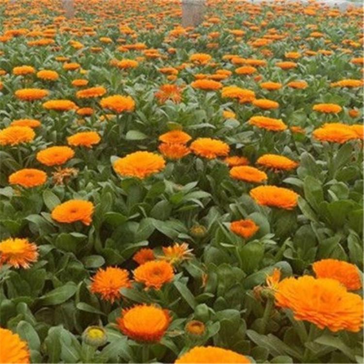 绿化植物青州金盏菊产地直销