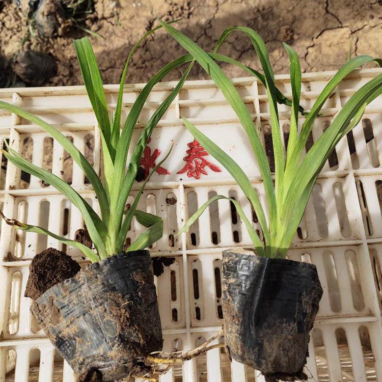 【秀明花卉】大花萱草大量供应 江西大花萱草报价 量大从优