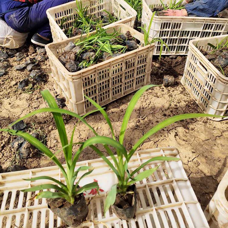 基地优惠直发 大花萱草出售 江西大花萱草