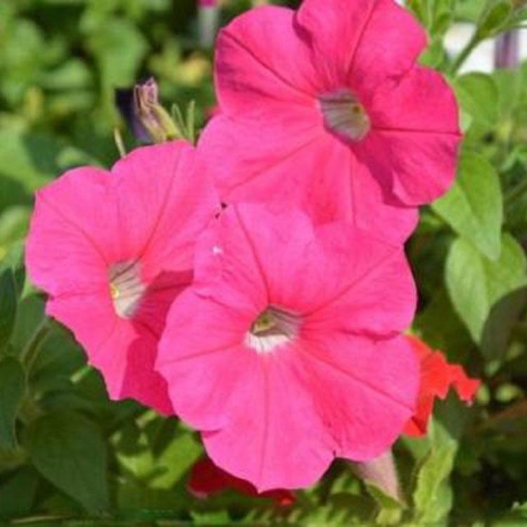 地被花卉矮牵牛   矮牵牛种植   矮牵牛花