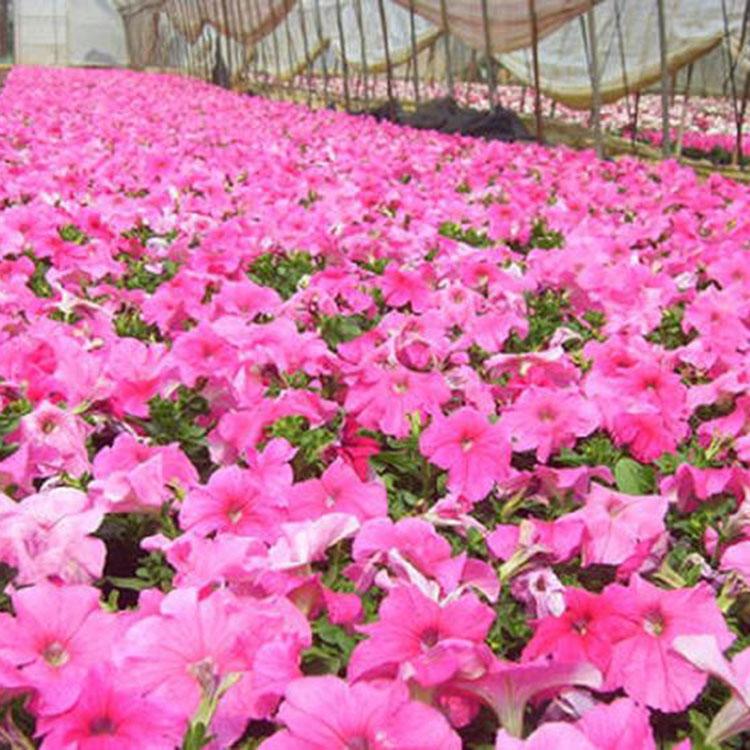 价格优惠山东花卉基地矮牵牛产地直销