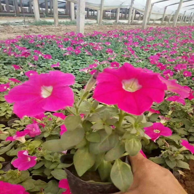 基地直销矮牵牛   矮牵牛出售   矮牵牛花
