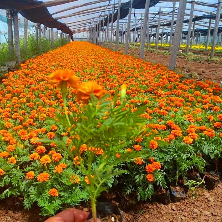 孔雀草大量出售  孔雀草小苗种植基地  孔雀草批发报价