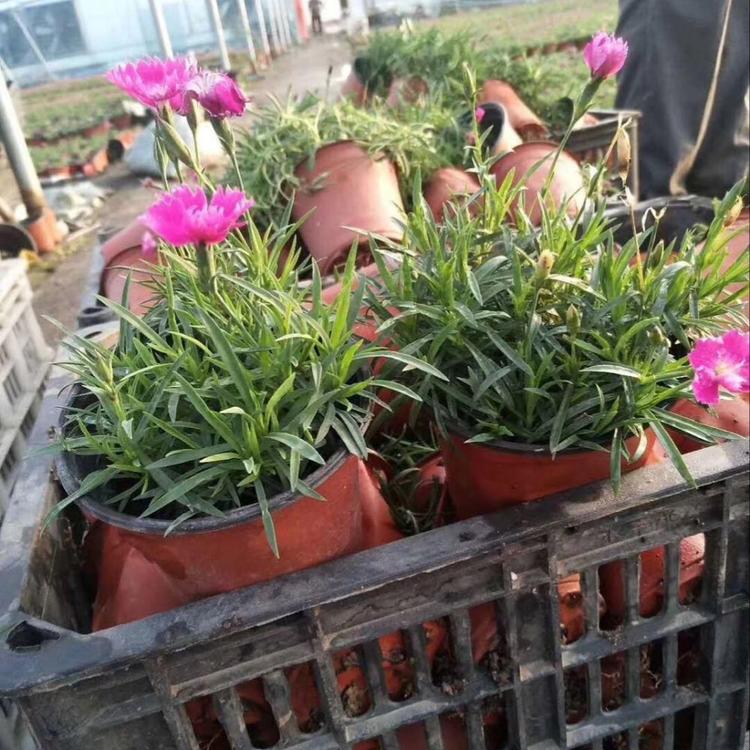 欧石竹批发  欧石竹低价批发   草花基地