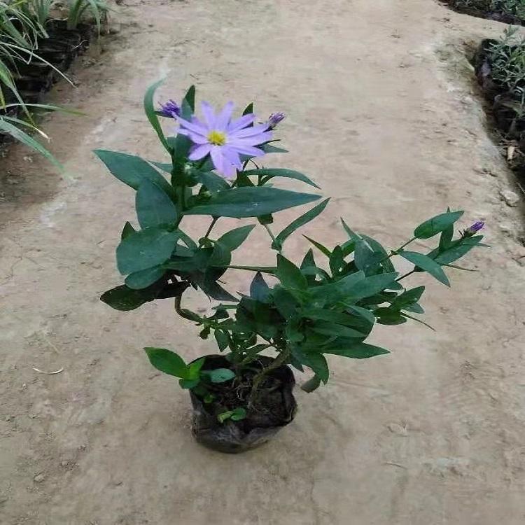 紫菀 紫菀小苗 青州树庆批售