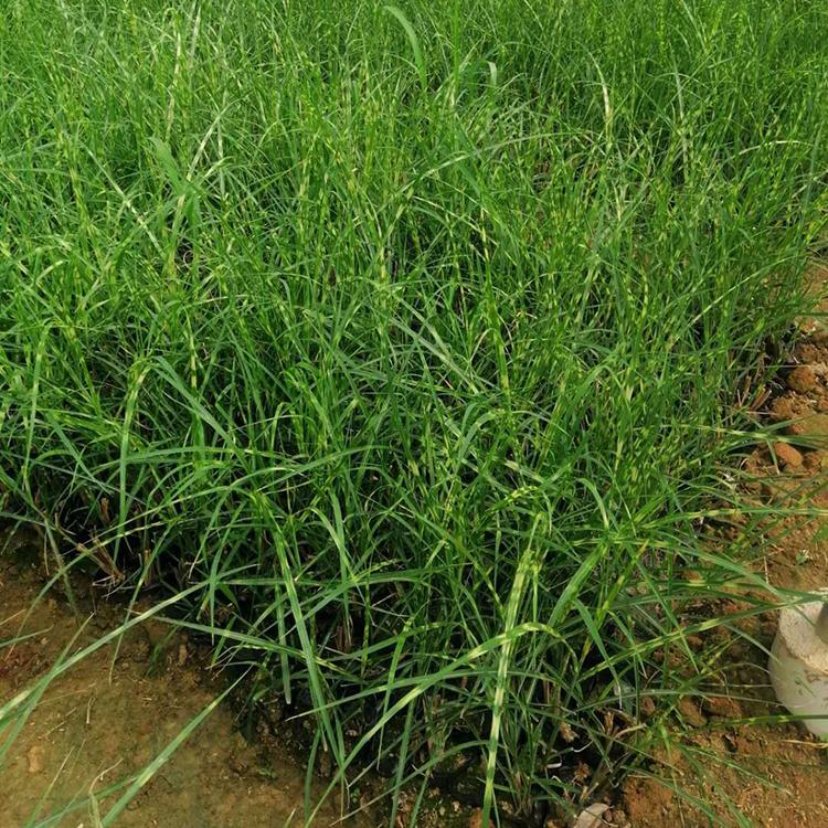 斑叶芒 春琳 斑叶芒种植基地 斑叶芒批发商