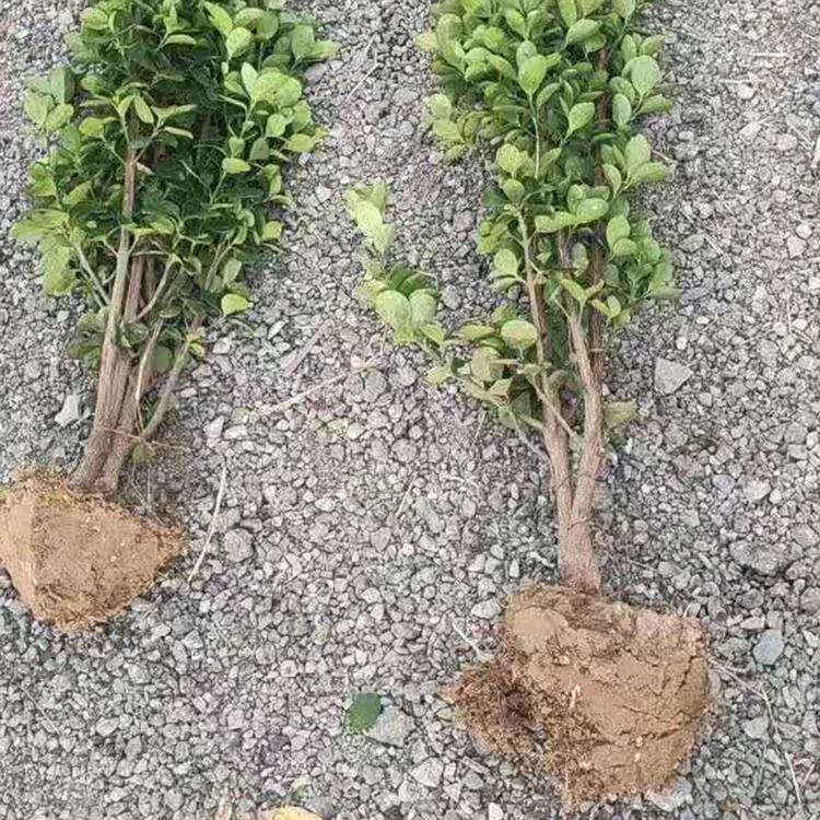 北海道黄杨绿化苗 山东绿化工程苗种植批发基地 春彩北海道黄杨