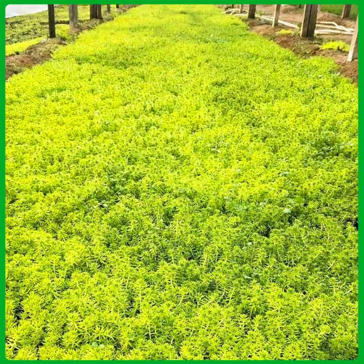 佛甲草种植基地 启诺花卉供应 黄金佛甲草