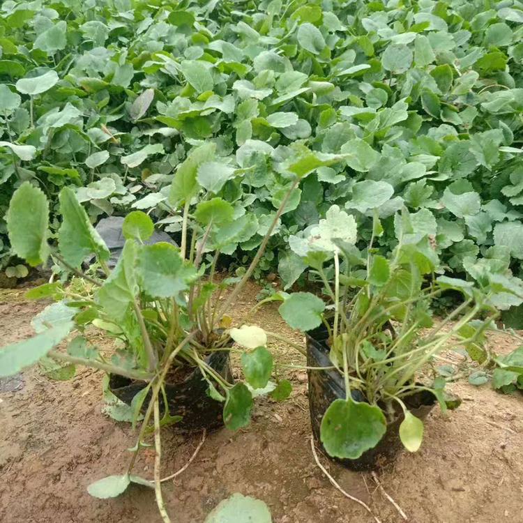 二月兰批发商 山东二月兰种植基地 青州春彩大量供应二月兰