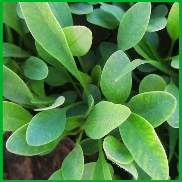 基地种植 金鸡菊培育基地 青州金鸡菊小皮桶