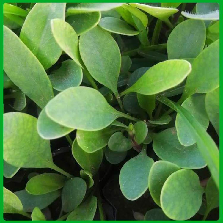 好苗供应 金鸡菊报价 山东金鸡菊小皮桶
