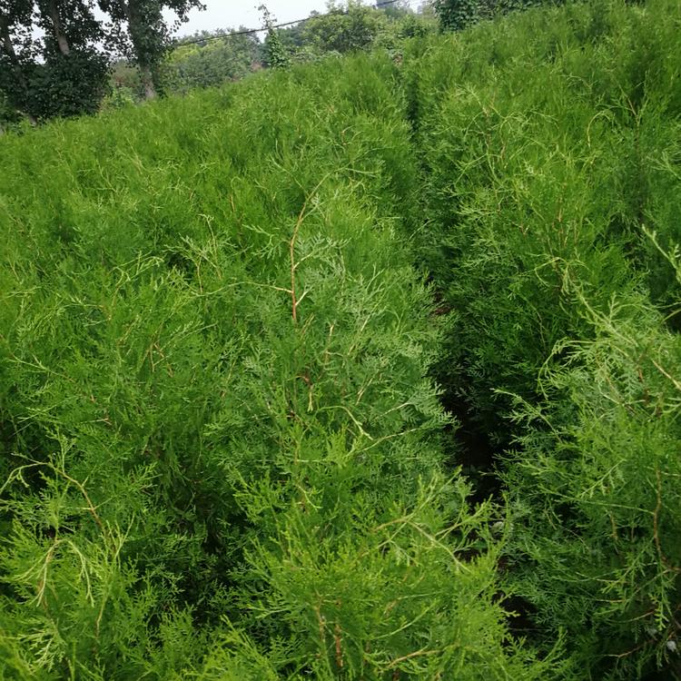 高质量侧柏土球苗 侧柏批发 苗圃现挖