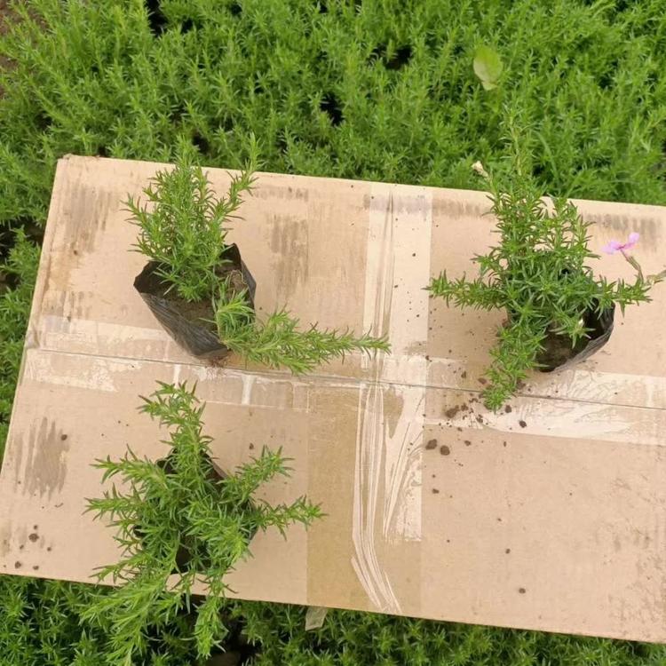 福禄考种植批发供应  山东货源  大量现货直供货源充足