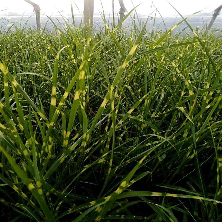 斑叶芒 斑叶芒价格表 斑叶芒采购基地