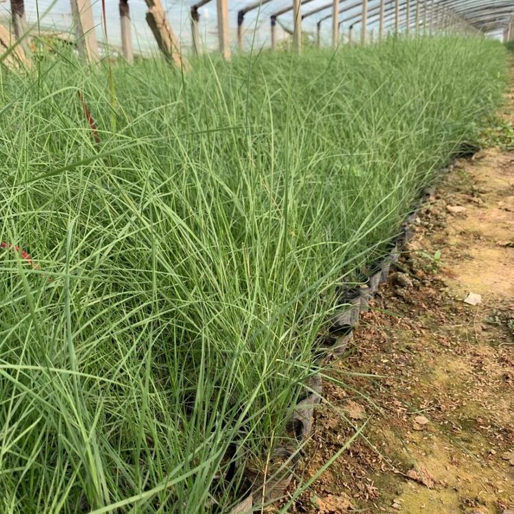 网红草种植基地 粉黛乱子草批发价格 美丽乡村建设网红草