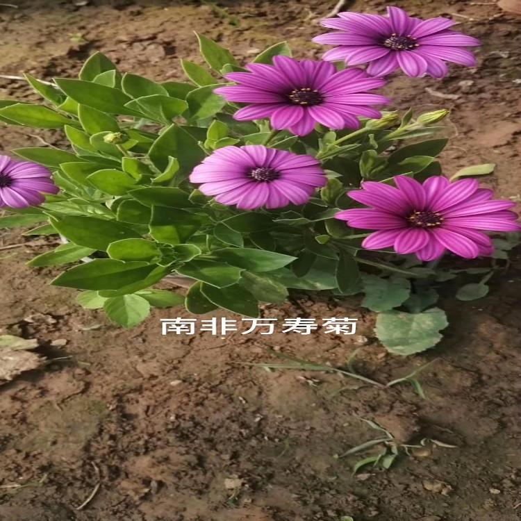 南非万寿菊 现货直供   青州万寿菊种植基地  【天一花卉】 大量现货直供