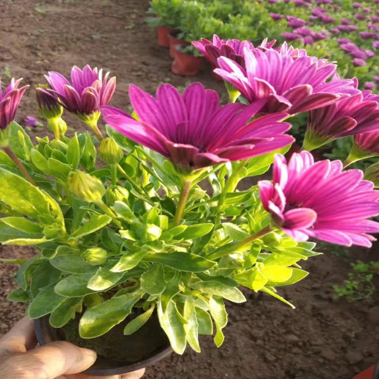 南非万寿菊 大量现货直供【天一花卉】诚信商家供货