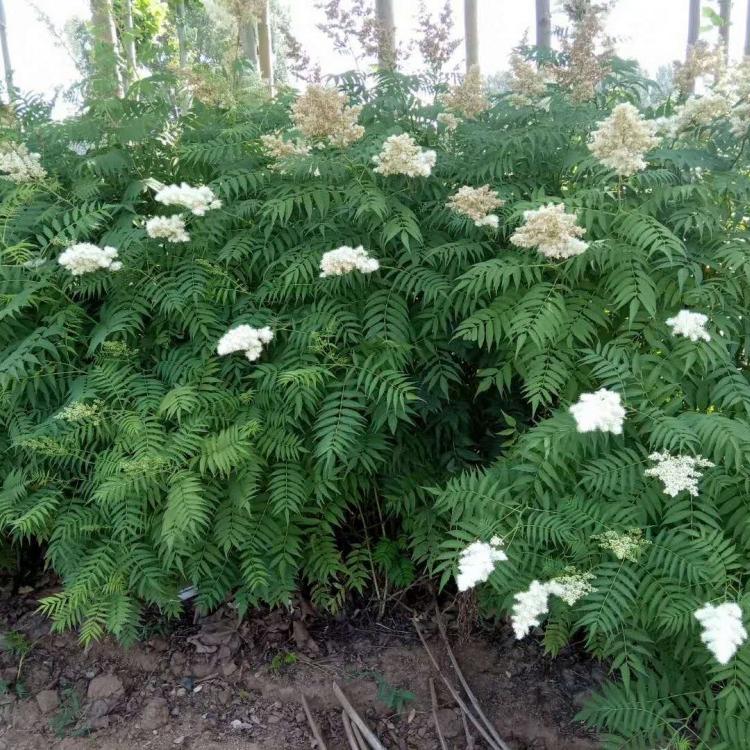 珍珠梅种植基地 珍珠梅绿化 珍珠梅营养钵苗 丛生珍珠梅价格