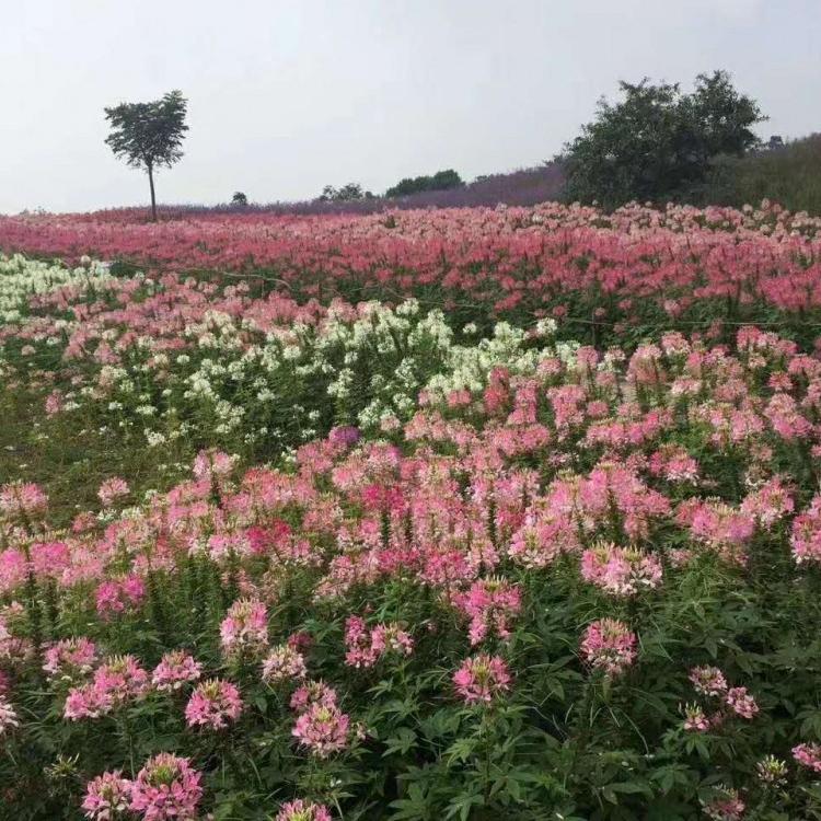 醉蝶花价格 青州醉蝶花种植基地 醉蝶花花海 醉蝶花种苗,营养钵醉蝶花价格