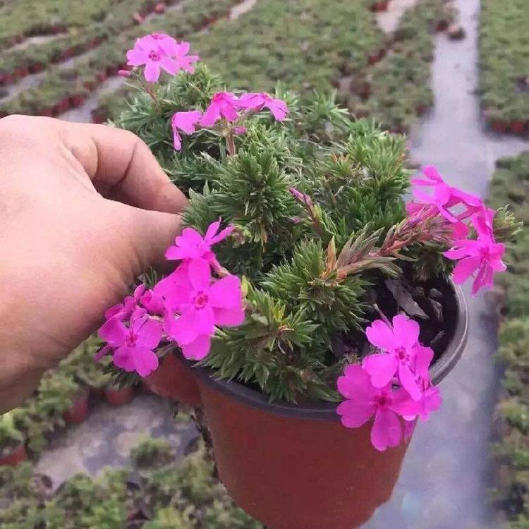 福禄考价格 自产福禄考直发