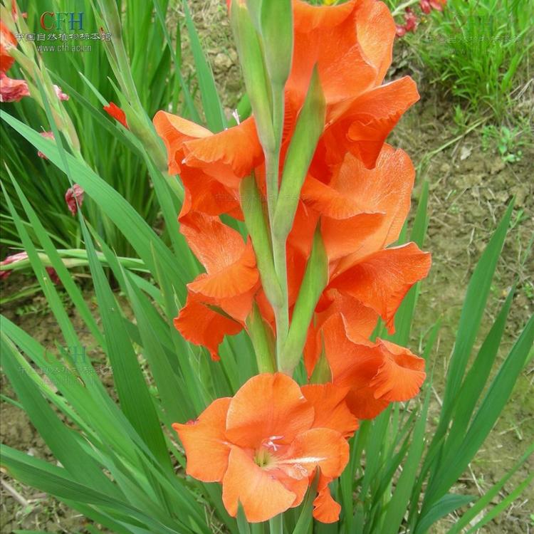 唐菖蒲价格 唐菖蒲小苗批发 十样锦剑兰菖兰荸荠莲​多年生宿根花卉厂家直销厂家发货